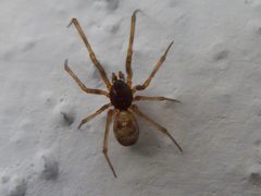 Steatoda triangulosa male 01 by Syrio. Used under a CC BY-SA 4.0 license.