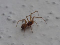 Steatoda triangulosa male 02 by Syrio. Used under a CC BY-SA 4.0 license.