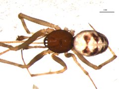 Steatoda triangulosa male preserved specimen 1 by CBG Photography Group. Used under a CC BY 3.0 license.