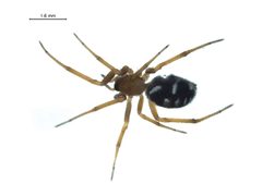 Steatoda washona f1 by Gergin Blagoev, Centre for Biodiversity Genomics. Used under a CC BY-SA 3.0 license.