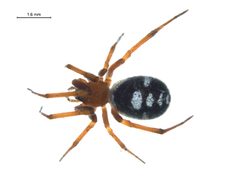 Steatoda washona f2 by Gergin Blagoev, Centre for Biodiversity Genomics. Used under a CC BY-SA 3.0 license.