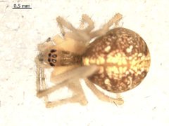 Theridion agrifoliae f by Gergin Blagoev. Used under a CC0 license.