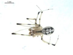 Theridion albidum by Gergin Blagoev 2010, Unspecified. Used under a CC0 license.