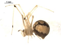 Theridion albidum f by Gergin Blagoev. Used under a CC0 license.