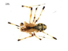 Theridion albidum m1 by Gergin Blagoev. Used under a CC0 license.
