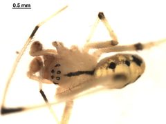 Theridion albidum m2 by Gergin Blagoev. Used under a CC0 license.
