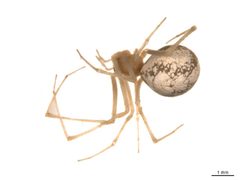 Theridion californicum f1 by Gergin Blagoev, Centre for Biodiversity Genomics. Used under a CC BY-SA 3.0 license.
