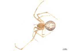 Theridion californicum f2 by Gergin Blagoev, Centre for Biodiversity Genomics. Used under a CC BY-SA 3.0 license.
