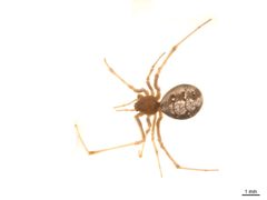 Theridion californicum f3 by Gergin Blagoev, Centre for Biodiversity Genomics. Used under a CC BY-SA 3.0 license.