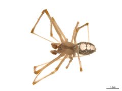 Theridion californicum m1 by Gergin Blagoev, Centre for Biodiversity Genomics. Used under a CC BY-SA 3.0 license.