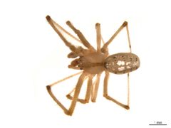 Theridion californicum m2 by Gergin Blagoev, Centre for Biodiversity Genomics. Used under a CC BY-SA 3.0 license.
