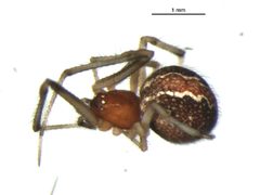 Theridion differens f1 by Gergin Blagoev. Used under a CC0 license.