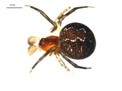 Theridion differens i by Gergin Blagoev. Used under a CC0 license.
