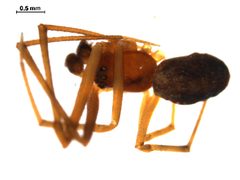 Theridion differens m1 by Gergin Blagoev. Used under a CC0 license.