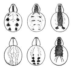 Common Spiders U.S. 274 Theridion frondeum by James Henry Emerton (1847 – 1931). Used under a Public domain license.