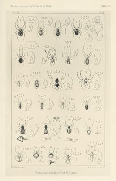 Hentz Plate 16 by Nicholas Marcellus Hentz. Used under a Public domain license.