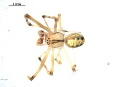 Theridion frondeum m by Gergin Blagoev. Used under a CC0 license.