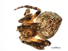Theridion glaucescens 1 by CBG Photography Group, Centre for Biodiversity Genomics. Used under a CC BY-SA 3.0 license.