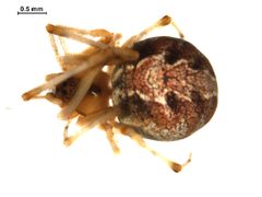 Theridion glaucescens f1 by Gergin Blagoev. Used under a CC0 license.