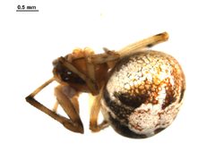 Theridion glaucescens f2 by Gergin Blagoev. Used under a CC0 license.