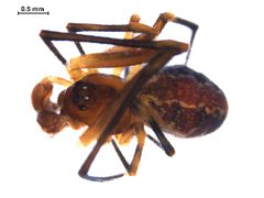 Theridion glaucescens m by Gergin Blagoev. Used under a CC0 license.