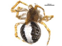 Theridion lawrencei by CBG Photography Group, Centre for Biodiversity Genomics. Used under a CC0 license.