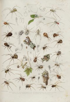 BlackwallSpidersPlateXIII by John Blackwall. Used under a Public domain license.