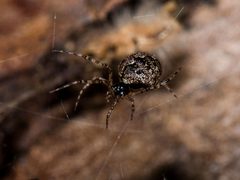 Theridion melanurum by Анатолий Озерной /Anatoliy Ozernoy. Used under a CC BY-SA 4.0 license.