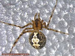 Theridion murarium 1 by Derek Sikes, University of Alaska Museum. Used under a CC BY-SA 3.0 license.