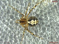 Theridion murarium 2 by Derek Sikes, University of Alaska Museum. Used under a CC BY-SA 3.0 license.