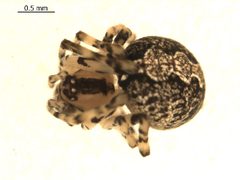 Theridion murarium i1 by Gergin Blagoev. Used under a CC0 license.