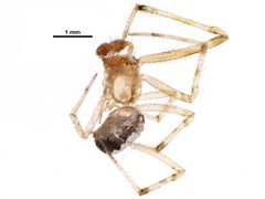 Theridion neomexicanum by CBG Photography Group, Centre for Biodiversity Genomics. Used under a CC0 license.