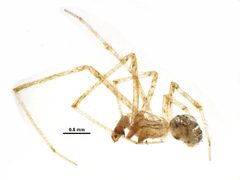 Theridion pennsylvanicum by CBG Photography Group, Centre for Biodiversity Genomics. Used under a CC0 license.