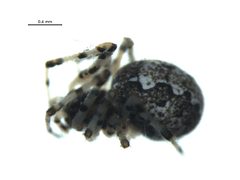 Theridion rabuni by Gergin Blagoev, Centre for Biodiversity Genomics. Used under a CC BY-SA 3.0 license.