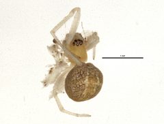 Theridion submissum by CBG Photography Group, Centre for Biodiversity Genomics. Used under a CC BY-SA 3.0 license.