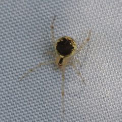 Echte Kugelspinne Theridion varians 9224 by NobbiP. Used under a CC BY-SA 3.0 license.