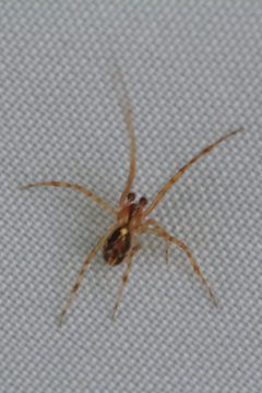 Echte Kugelspinne Theridion varians 9268 by NobbiP. Used under a CC BY-SA 3.0 license.