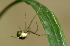 Theridion.varians.1 by James K. Lindsey. Used under a CC BY-SA 3.0 license.
