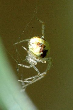 Theridion.varians.2 by James K. Lindsey. Used under a CC BY-SA 3.0 license.