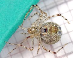 Theridion varians - 47810881462 by AJC1. Used under a CC BY-SA 2.0 license.