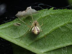 Theridion varians female dorsal Bytom by Adrian Tync. Used under a CC BY-SA 4.0 license.