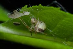 Theridion varians female lateral Bytom by Adrian Tync. Used under a CC BY-SA 4.0 license.