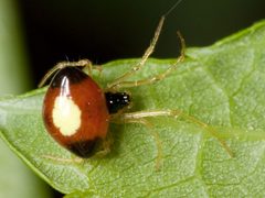 Theridula emertoni Kaldari 01 by Kaldari. Used under a Public domain license.