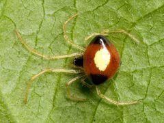 Theridula emertoni Kaldari 02 by Kaldari. Used under a Public domain license.