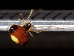 Theridula emertoni Kaldari 03 by Kaldari. Used under a Public domain license.