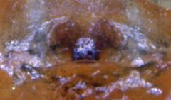 Theridula emertoni epigyne by Kaldari. Used under a Public domain license.