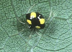 Theridula.gonygaster.female.1.-.tanikawa by Akio Tanikawa. Used under a CC BY-SA 2.5 license.