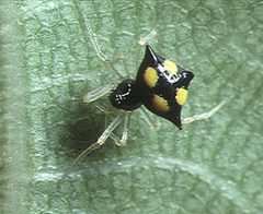 Theridula.gonygaster.female.2.-.tanikawa by Akio Tanikawa. Used under a CC BY-SA 2.5 license.