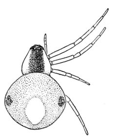 Common Spiders U.S. 304 Theridula opulenta by James Henry Emerton (1847 – 1931). Used under a Public domain license.