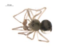 Thymoites camano m1 by Gergin Blagoev, Centre for Biodiversity Genomics. Used under a CC BY-SA 3.0 license.